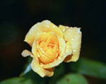 23A